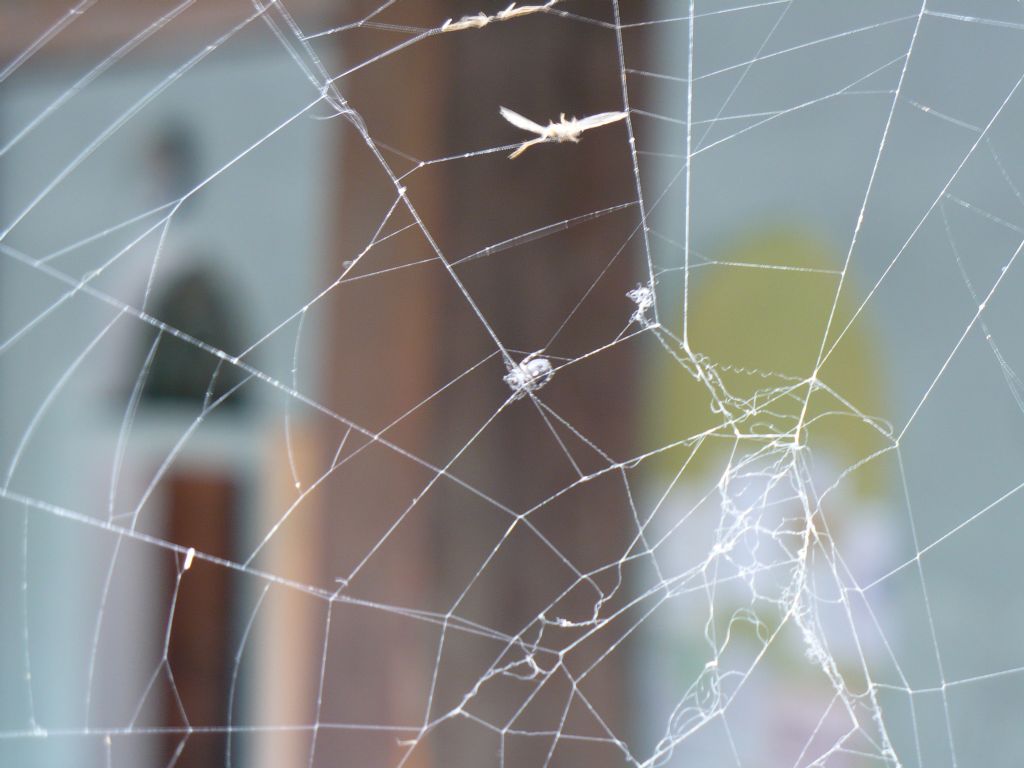 Araneus cf. angulatus - Morello (FI)